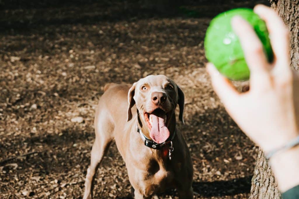 Cachorro brincando de bola com tutor