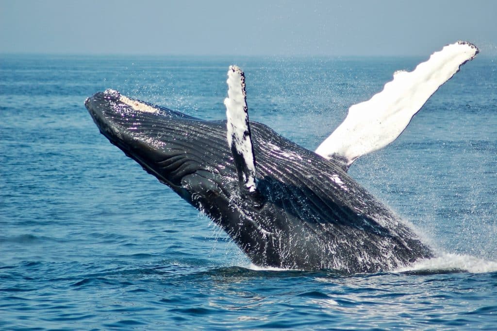 Baleias no Rio de Janeiro